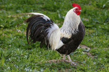 Domestic cock (Gallus gallus domesticus), in meadow, Germany, Europe