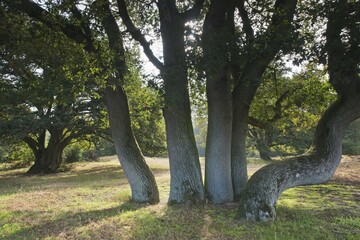 Wood pasture oak (Quercus robur), Emsland, Lower Saxony, Germany, Europe