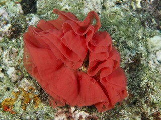 Bright red bands of a sea snail, spawn of Spanish dancer (Hexabranchus sanguineus) on a reef, dive site Gondol Reef, Gondol, Bali, Indonesia, Asia