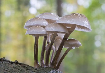 Porcelain fungi (Oudemansiella mucida) on tree bark, Emsland, Lower Saxony, Germany, Europe