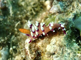 Colourful nudibranch with yellow details, White-tipped Coryphellina, Flame Flabellina (Coryphellina exoptata) (Flabellina exoptata), on a coral reef, dive site Prapat, Penyapangan, Bali, Indonesia, Asia