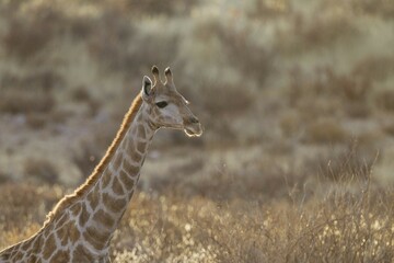 Southern Giraffe (Giraffa giraffa), female, Kalahari Desert, Kgalagadi Transfrontier Park, South Africa, Africa