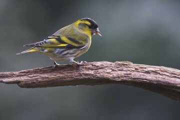 Eurasian siskin (Carduelis spinus), male, sitting on a branch, Emsland, Lower Saxony, Germany, Europe