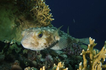 Spotbase burrfish (Cyclichthys spilostylus), House reef dive site, Mangrove Bay, El Quesir, Egypt, Red Sea, Africa