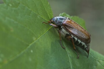 Cockchafer (Melolontha melolontha) on a leaf, Emsland, Lower Saxony, Germany, Europe