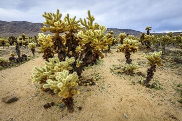Desert landscape with Teddy-bear chollas (Cylindropuntia bigelovii), Cholla Cactus Garden Trail, Joshua Tree National Park, Desert Center, California, USA, North America