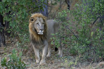 Lion (Panthera leo), male standing in bushes, Khwai region, North-West District, Okavango Delta,...