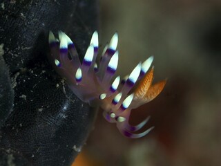 A nudibranch with vivid stripes and orange white tips Coryphellina, Flabellina exoptata (Coryphellina exoptata), in front of a dark background, dive site Gondol Reef, Gondol, Bali, Indonesia, Asia