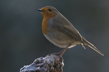 Fototapeta premium European robin (Erithacus rubecula) sitting on tree stump, Emsland, Lower Saxony, Germany, Europe