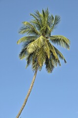Fototapeta premium Coconut Palm (Cocos nucifera), Tangalle, Sri Lanka, Ceylon, Asia