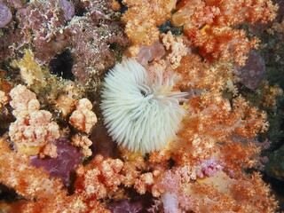 White tube worm (Sabellastarte) surrounded by orange-coloured formations, dive site SD, Nusa Ceningan, Nusa Penida, Bali, Indonesia, Asia