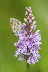Common blue butterfly (Polyommatus icarus) on Heath spotted orchid (Dactylorhiza maculata), Hesse, Germany, Europe
