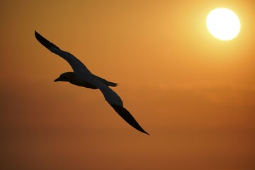Northern gannet (Sula bassana) flying at sunset, Helgoland, Schleswig-Holstein, Germany, Europe