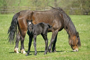 Domestic horses, mare with foal grazes on the pasture, Germany, Europe