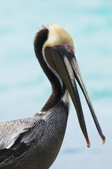 Brown Pelican (Pelecanus occidentalis), animal portrait, Cayo Santa Maria, Cuba, Central America