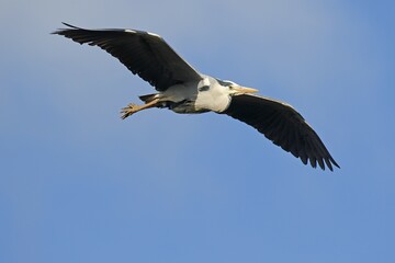 Grey heron or (Ardea cinerea) in flight, Schleswig-Holstein, Germany, Europe