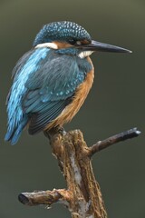 Eurasian kingfisher (Alcedo atthis) sitting on tree branch, male, Emsland, Lower Saxony, Germany, Europe