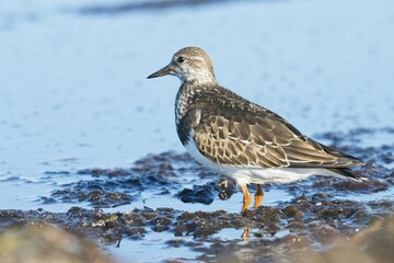 Ruddy Turnstone (Arenaria interpres) in the mud, shallow water, Darss, Mecklenburg-Western Pomerania, Germany, Europe