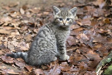 Wildcat (Felis silvestris), cub, captive, Bavaria, Germany, Europe