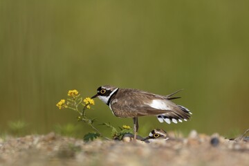 Little ringed plover (Charadrius dubius), courtship couple at the nesting hole, courtship ritual at the nest, Biosphere Reserve Middle Elbe, Dessau-Roßlau, Saxony-Anhalt, Germany, Europe