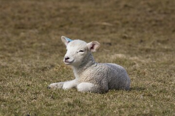 Sheep (Ovis), Lamb on pasture, Hallig Hooge, Nordfriesland, Schleswig-Holstein, Germany, Europe