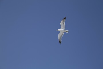 European herring gull (Larus argentatus) in flight, blue sky, Tuscany, Italy, Europe