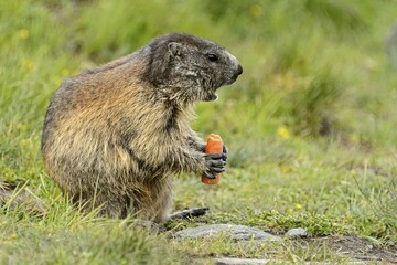 Alpine marmot (Marmota Marmota) eating, High Tauern National Park, Austria, Europe