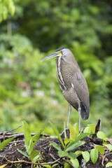 Bare-Throated Tiger Heron (Tigrisoma mexicanum), Boca Tapada, Province of Alajuela, Costa Rica, Central America