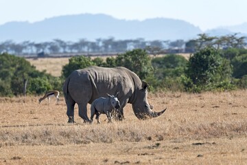 Fototapeta premium White Rhinoceros (Ceratotherium simum) feeding, with young, Ol Pejeta Reserve, Kenya, Africa