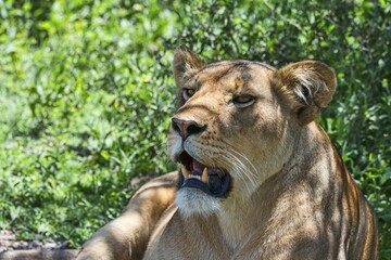 Lioness (Panthera leo), Tanzania, Africa