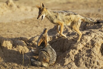 Black-backed Jackals (Canis mesomelas), playful, Kalahari Desert, Kgalagadi Transfrontier Park, South Africa, Africa