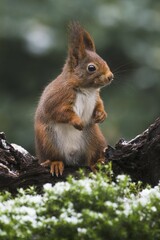 Eurasian red squirrel (Sciurus vulgaris) in winter, Emsland, Lower Saxony, Germany, Europe