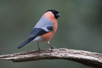 Eurasian bullfinch (Pyrrhula pyrrhula), male sits on deadwood, Emsland, Lower Saxony, Germany, Europe