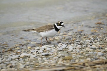 Little Ringed Plover (Charadrius dubius), Burgenland, Austria, Europe