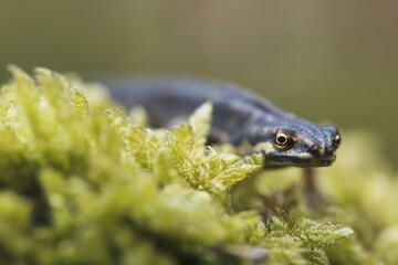 Common newt (Lissotriton vulgaris), in moss, Emsland, Lower Saxony, Germany, Europe