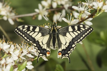 Old World swallowtail (Papilio machaon) on flowering blackthorn (Prunus spinosa), Baden-Württemberg, Germany, Europe