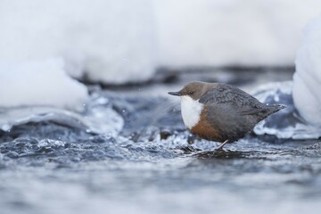 White-throated Dipper (Cinclus cinclus) stands in a frozen mountain stream in winter, Stubai Valley, Tyrol, Austria, Europe