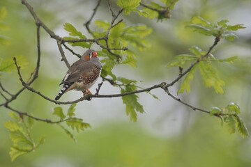 Zebra finch (Taeniopygia guttata) in oak (Quercus robur), escaped from aviary, Emsland, Lower Saxony, Germany, Europe