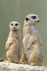 Meerkats (Suricata suricatta), native to Africa, captive, Baden-Württemberg, Germany, Europe