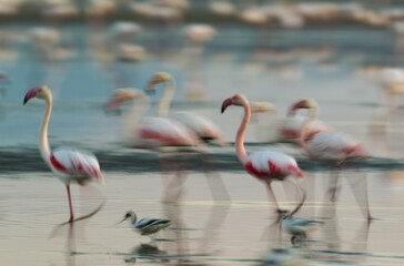Greater Flamingo (Phoenicopterus roseus), together with Pied Avocet (Recurvicostra avosetta), Laguna de Fuente de Piedra, Málaga province, Andalusia, Spain, Europe