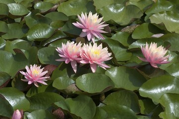 Water lilies (Nymphaea), Bavaria, Germany, Europe