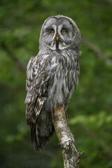 Great grey owl (Strix nebulosa), Parc Animalier de Sainte-Croix, Natural Park, near Rhodes, Moselle, Lorraine, France, Europe