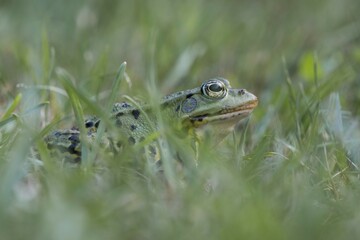 Green frog (Rana esculenta), sits in the grass, Lower Saxony, Germany, Europe