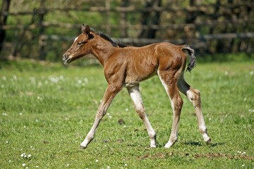 Domestic horse, foal runs on the pasture, Germany, Europe