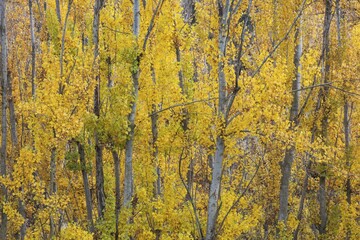 Yellow aspens (Populus tremula) in autumnal colours, cultivated for timber, near Guadix, Granada province, Andalusia, Spain, Europe