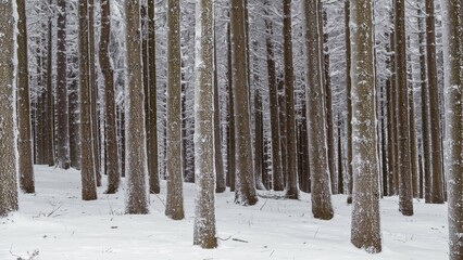 Obraz premium Snow-covered tree trunks in the forest, spruces (ficus) with snow, nature park Jauerling, Wachau, Lower Austria, Austria, Europe