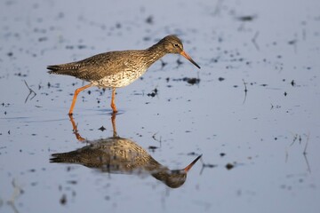 Common redshank (Tringa totanus) goes through water, water reflection, Texel, West Frisian Islands, North Holland, Netherlands