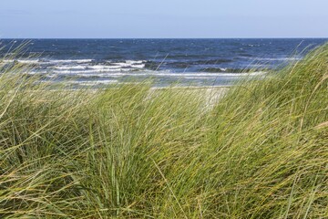 Marram Grass in front of the sea, Baltic Sea, Island of Hiddensee, Mecklenburg-Western Pomerania,...