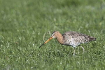 Black-tailed godwit (Limosa limosa) runs on a meadow, East Frisia, Niedersachsen, Germany, Europe