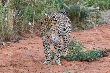 Leopard (Panthera pardus) marks territory, Tsavo West National Park, Kenya, Africa